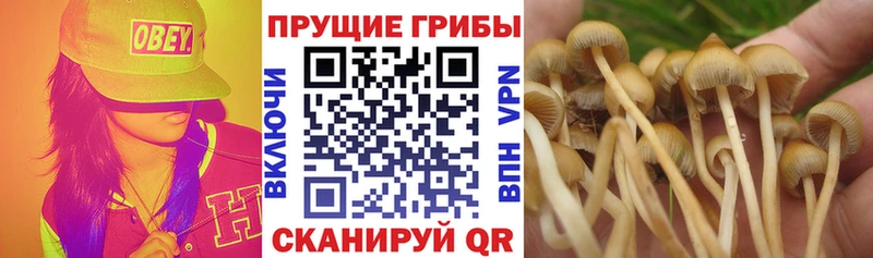 shop формула  Щучье  Псилоцибиновые грибы мицелий  дарнет шоп 